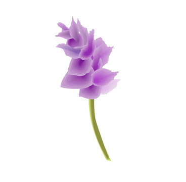 紫色粉紅異國蘭花