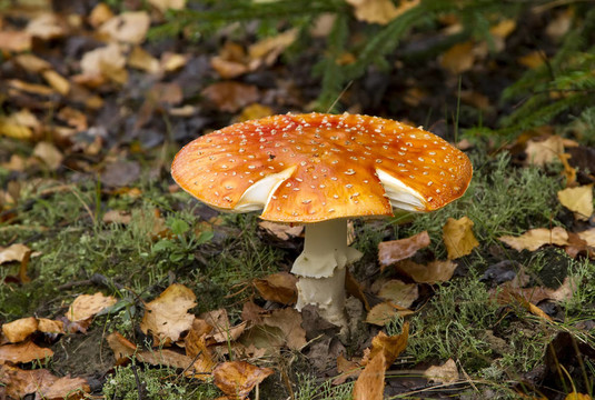 紅飛木耳