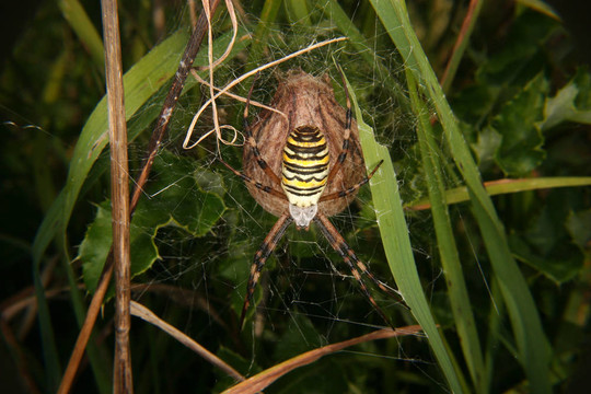黃蜂蜘蛛（Argiope bruennichi）