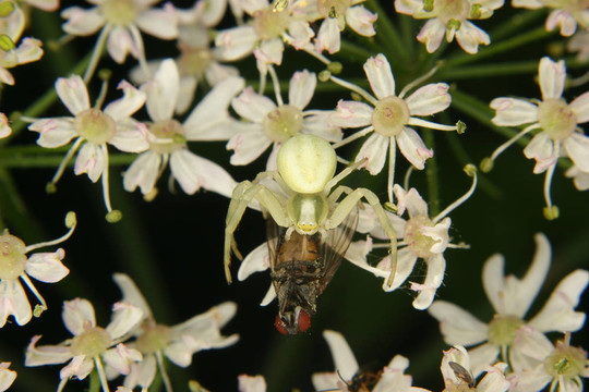 秋麒麟蟹蛛（Misumena vatia）