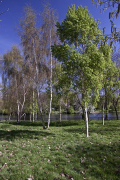 公園景觀。