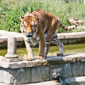 走虎（Panthera Tigris）