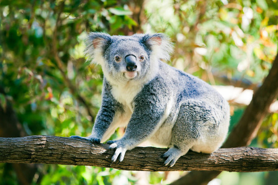可愛的考拉在其自然棲息地的gumtrees