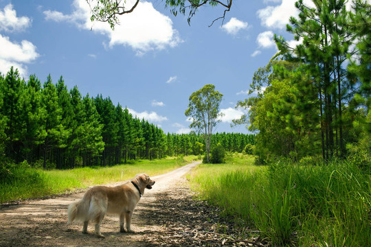 金毛獵犬站在森林的小路