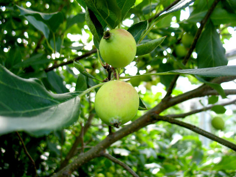 蘋(píng)果樹(shù)