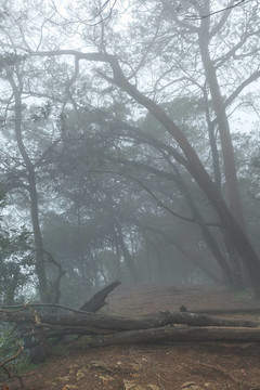 霧霧恐怖森林
