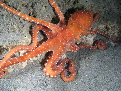 章魚袋鼠