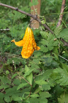 Bitter Melon；完全成熟
