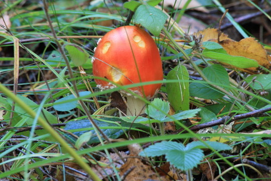 鵝膏菌。