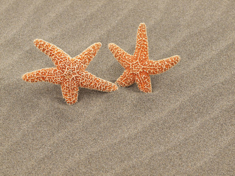 海灘上的兩個海星暴風(fēng)肆虐的沙紋