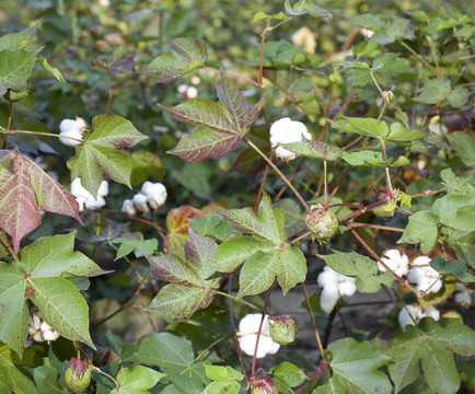 農(nóng)田棉花