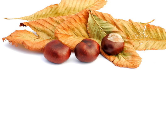 栗子和黃葉；秋季項(xiàng)目