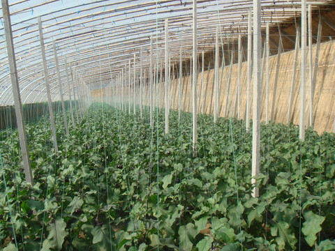 大棚茄子