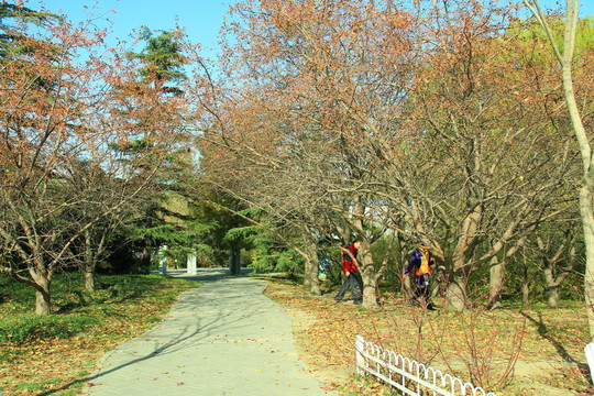 林間小路