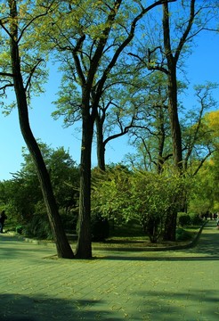 秋景