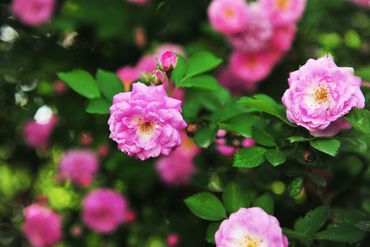 鮮花  花叢
