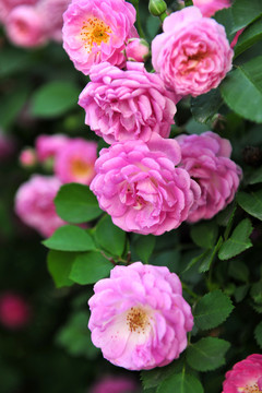 薔薇  鮮花盛開