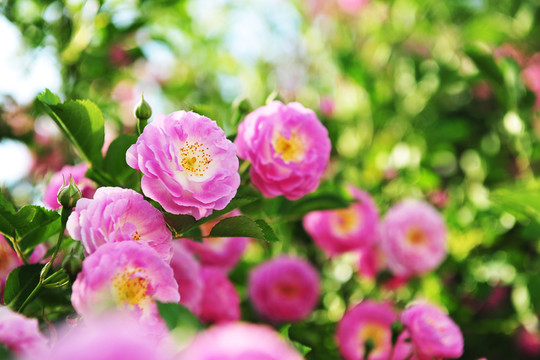 薔薇花  小月季