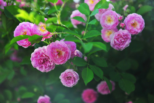 薔薇花開(kāi)