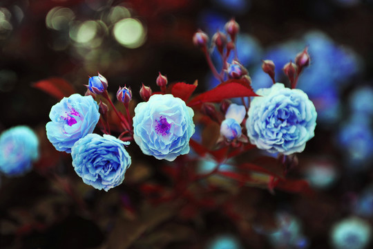 花卉  鮮花