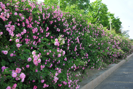 鮮花大道