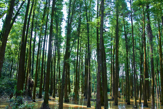 水杉樹
