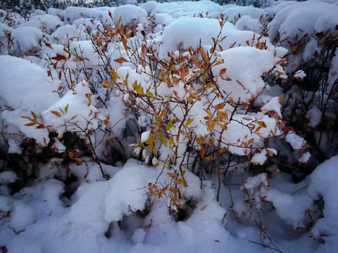 雪景植物