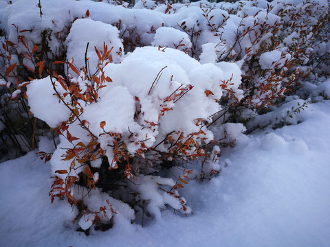 雪景植物