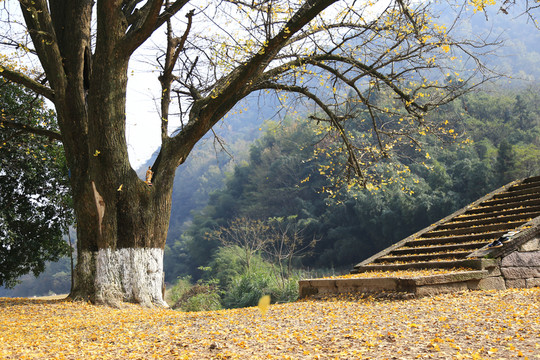 銀杏樹(shù)