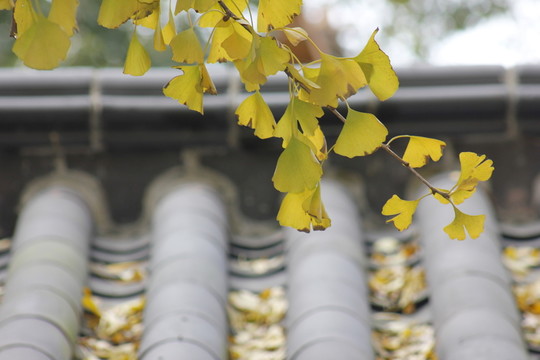 銀杏語(yǔ)錄
