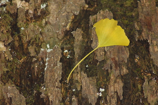 銀杏語(yǔ)錄