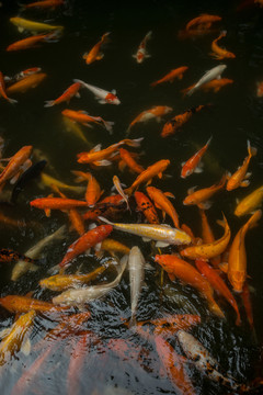 金魚