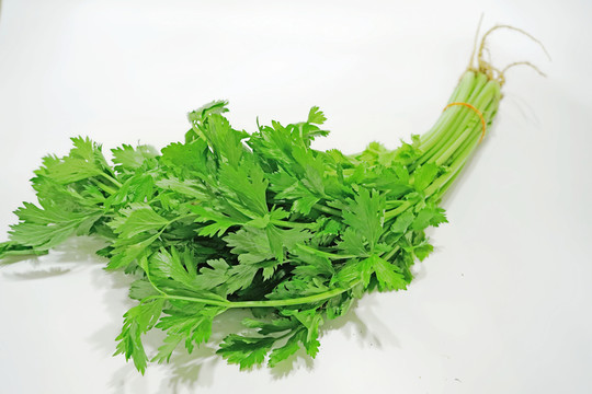 芹菜素材 綠葉菜