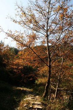 古道紅楓