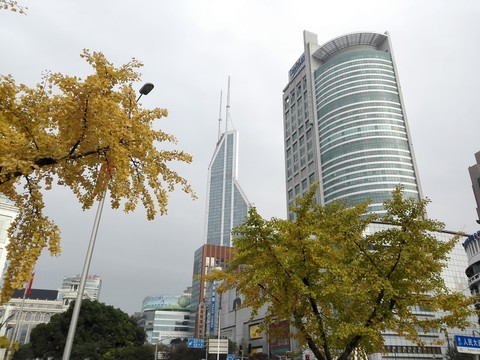 金燦燦的銀杏樹