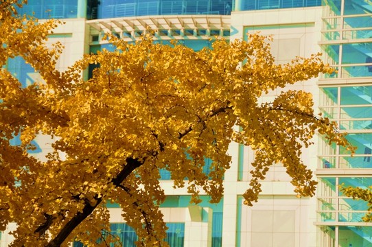 金燦燦的銀杏樹