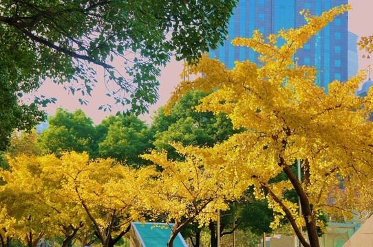 金燦燦的銀杏樹