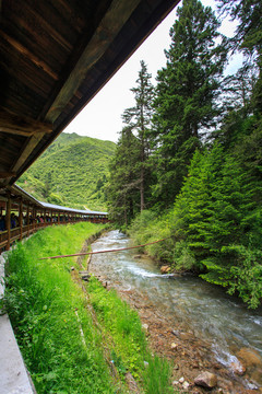 四川黃龍森林小河游廊