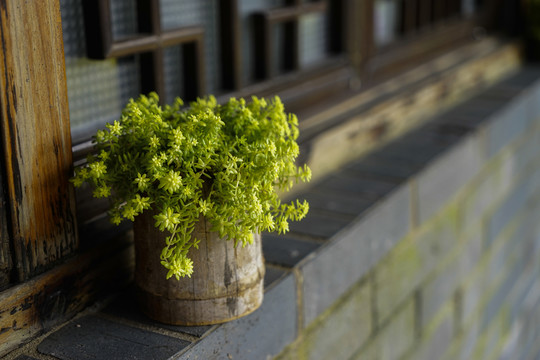 綠植擺件
