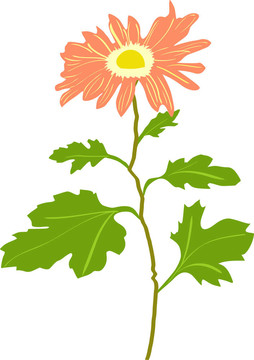 說明菊花