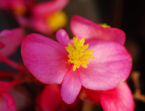 紅黃begonia Flower