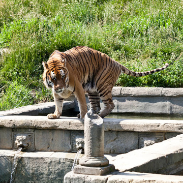 走虎（Panthera Tigris）