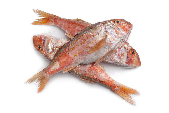 新鮮的紅鯔魚
