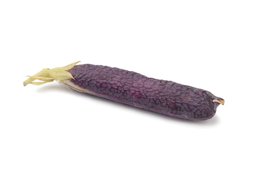 紫色莢豌豆