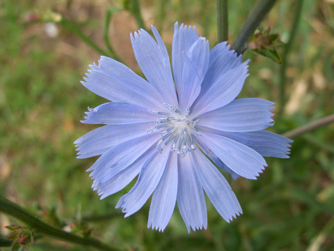 藍色的野生菊苣花的花