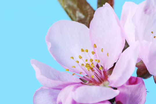 梅花