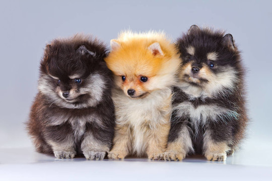 三博美犬幼犬