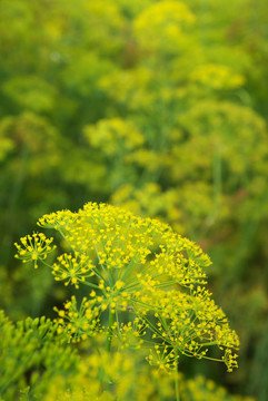 蒔花