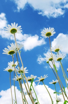 在天空背景daisywheels