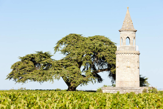 Chateau de拉圖爾；通過；波爾多地區(qū)；法國(guó)
